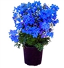 Delphinium Hunky Dory Blue