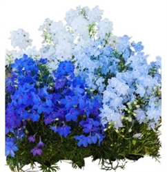 Delphinium Hunky Dory Mix