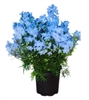 Delphinium Hunky Dory Sky Blue