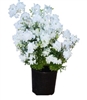 Delphinium Hunky Dory White