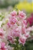 Antirrhinum Sweet Duet Appleblossom