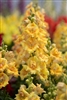 Antirrhinum Sweet Duet Citrus