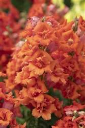 Antirrhinum Sweet Duet Dp Orange