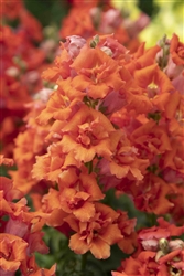 Antirrhinum Sweet Duet Dp Orange