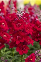Antirrhinum Sweet Duet Dp Red