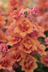 Antirrhinum Sweet Duet Dp Salmon