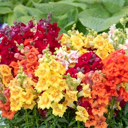 Antirrhinum Sweet Duet Mix