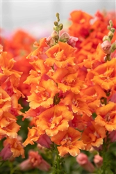 Antirrhinum Sweet Duet Peach