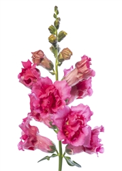 Antirrhinum Sweet Duet Rose Shades