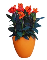 Canna Cannova Bronze Orange