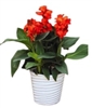 Canna Cannova Bronze Scarlet