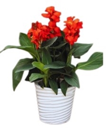 Canna Cannova Bronze Scarlet
