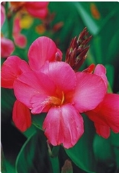 Canna Cannova Rose