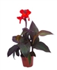 Canna Cannova Scarlet