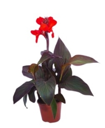 Canna Cannova Scarlet