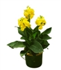 Canna Cannova Yellow