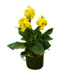Canna Cannova Yellow