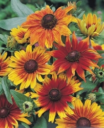 Rudbeckia Autumn Colours Pellets