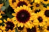 Rudbeckia Pawnee Spirit Pellets