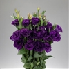 Lisianthus Advant. Purple Pellets