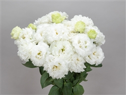 Lisianthus Julius 2 White Pellets