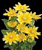 Rudbeckia Prairie Sun Pellets