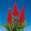 Celosia Century Fire