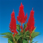 Celosia Century Fire