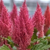 Celosia Century Pink