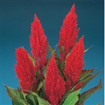 Celosia Century Red