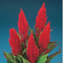 Celosia Century Red