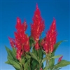 Celosia Century Rose