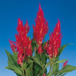 Celosia Century Rose