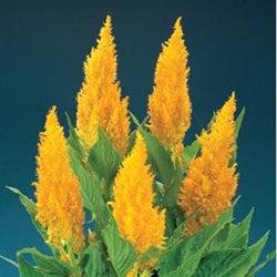 Celosia Century Yellow