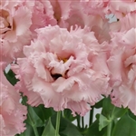 Lisianthus Celeb 2 Extra Pink Pellets