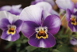 Viola Infinity Honeyfrost