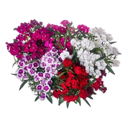 Dianthus Elation 2.0 Mix