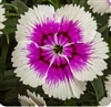 Dianthus Elation 2.0 Purple Ice