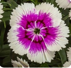 Dianthus Elation 2.0 Purple Ice