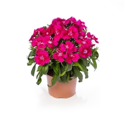 Dianthus Elation 2.0 Violet
