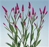 Celosia Parfait Roseberry