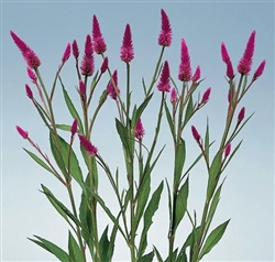 Celosia Parfait Roseberry