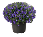 Lobelia Masterpiece Blue with Eye