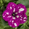 Petunia Dot Star Dark Violet Pellets