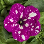 Petunia Dot Star Dark Violet Pellets