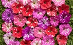 Petunia Dot Star Mix Pellets