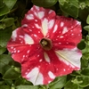 Petunia Dot Star Red Pellets