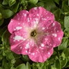 Petunia Dot Star Rose Pellets