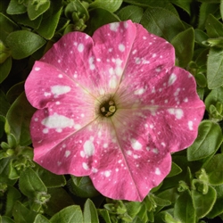 Petunia Dot Star Rose Pellets