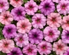 Petunia Eyelash Mix Pellets